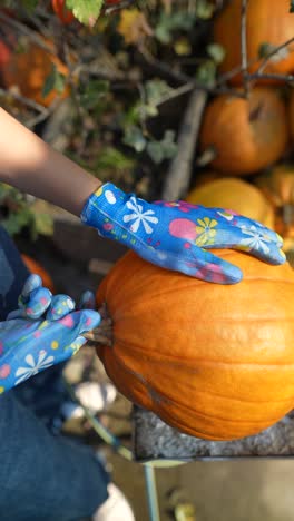 una mujer recogiendo una calabaza.