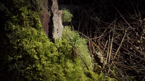 4k close up on a baby pine tree growing up in the middle of the moss in a pine tree forest
