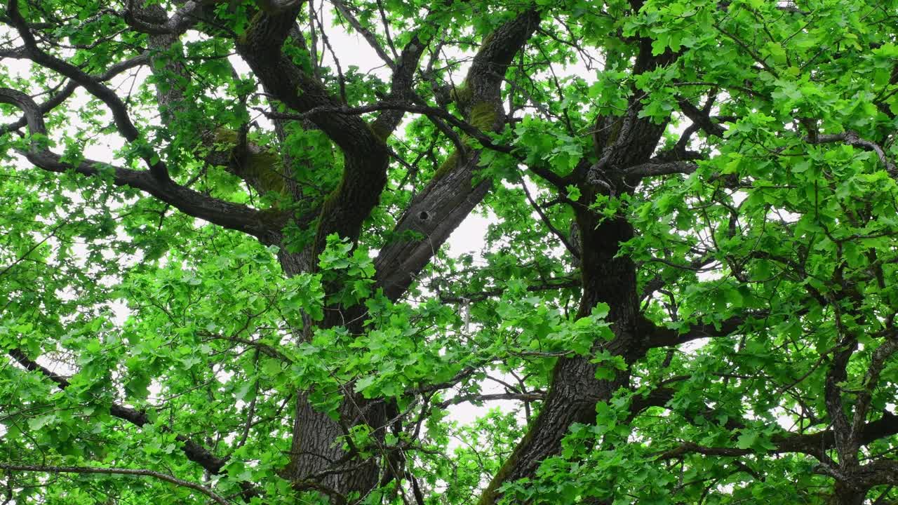 가벼운 바람에 오래 된 고대 오크 잎