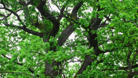 old ancient oak leafs in light breeze