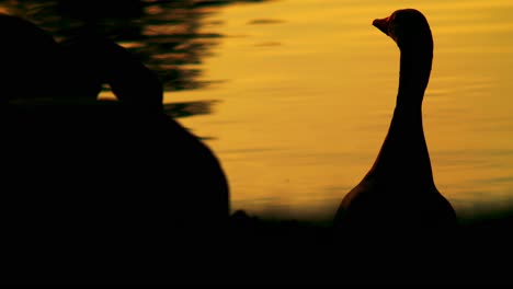 Amanecer-Gaviotas-Y-Gaviotas-Bebiendo-Agua-Tarde-En-La-Noche-Juntos-En-El-Parque-Naturaleza-En-Pildammsparken-I-Malmö-Suecia