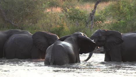 a family of elephants cools themselves from the african sun while playing in the water
