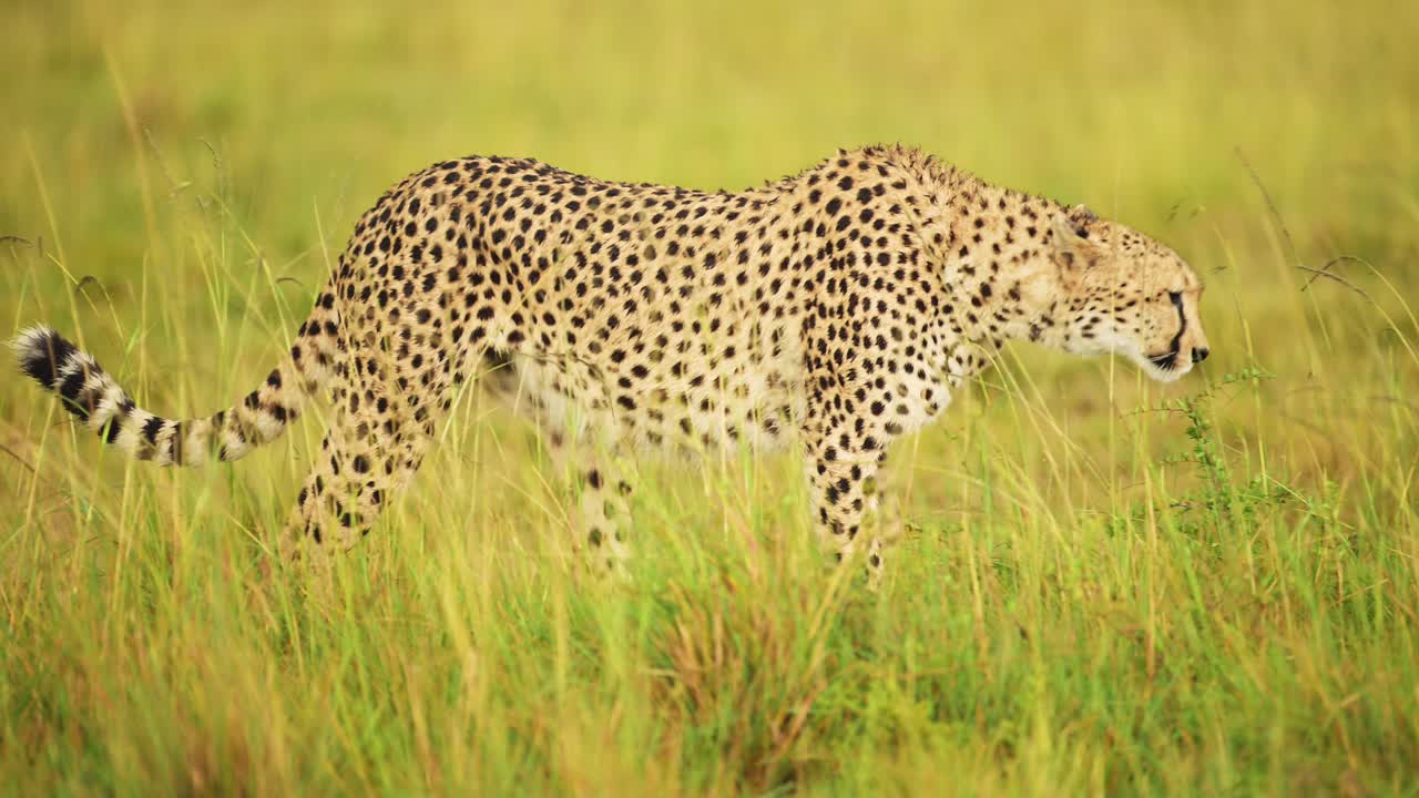 disparo en cámara lenta de primer plano disparo de guepardo caminando en un exuberante paisaje de pastizales, vida silvestre africana en la reserva nacional de maasai mara, kenia, áfrica animales de safari en la reserva de masai mara norte