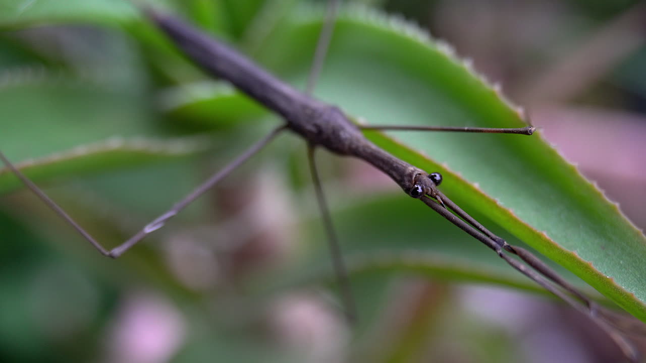 vista oblicua del insecto palo de agua