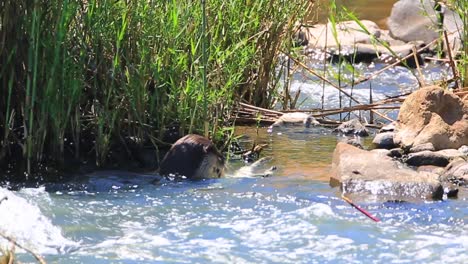 cape clawless otter eats young nile crocodile in sunny kruger stream
