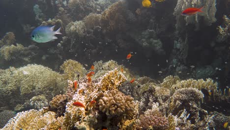 Colorful-fish-swimming-around-colorful-coral-in-4k