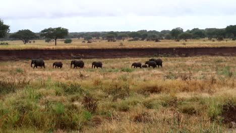 group of eight elephants with baby walking in line in vast savanna in tarangire