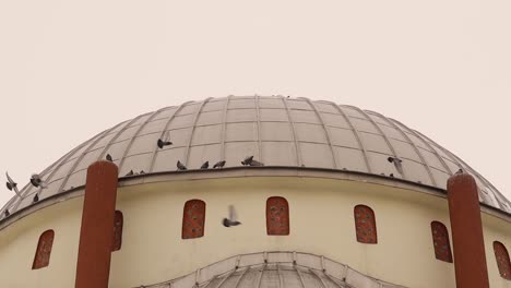 common pigeons flying from the dome of a mosque in erzurum, turkey.
grey pigeons in a mosque symbolize peace.
wild birds fly freely.
rock dove, rock pigeon or domestic pigeon.
wild animals in the city