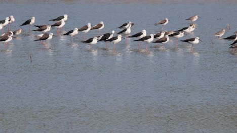 a flock facing the wind while standing in the water as they preen and enjoy the sun, black-winged stilt himantopus himantopus thailand