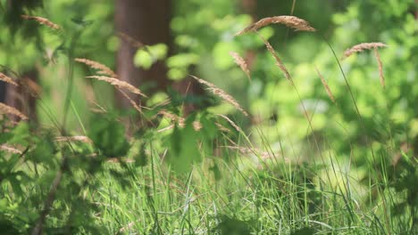 Wispy-dry-ears-of-grass-in-the-lush-undergrowth-in-the-sunlit-forest-opening