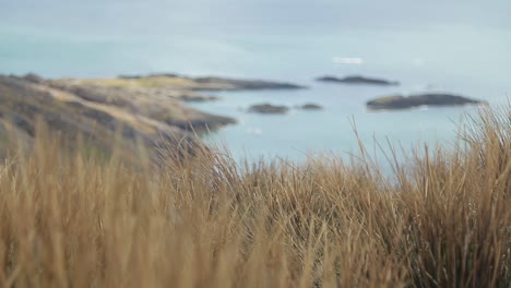 thight and wide shot at the same time with some yellow, orange grass from travel to ireland