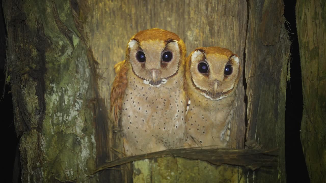 Oriental bay owl or Phodilus badius in a nest in a palm tree hole