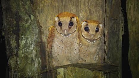 oriental bay owl or phodilus badius in a nest in a palm tree hole