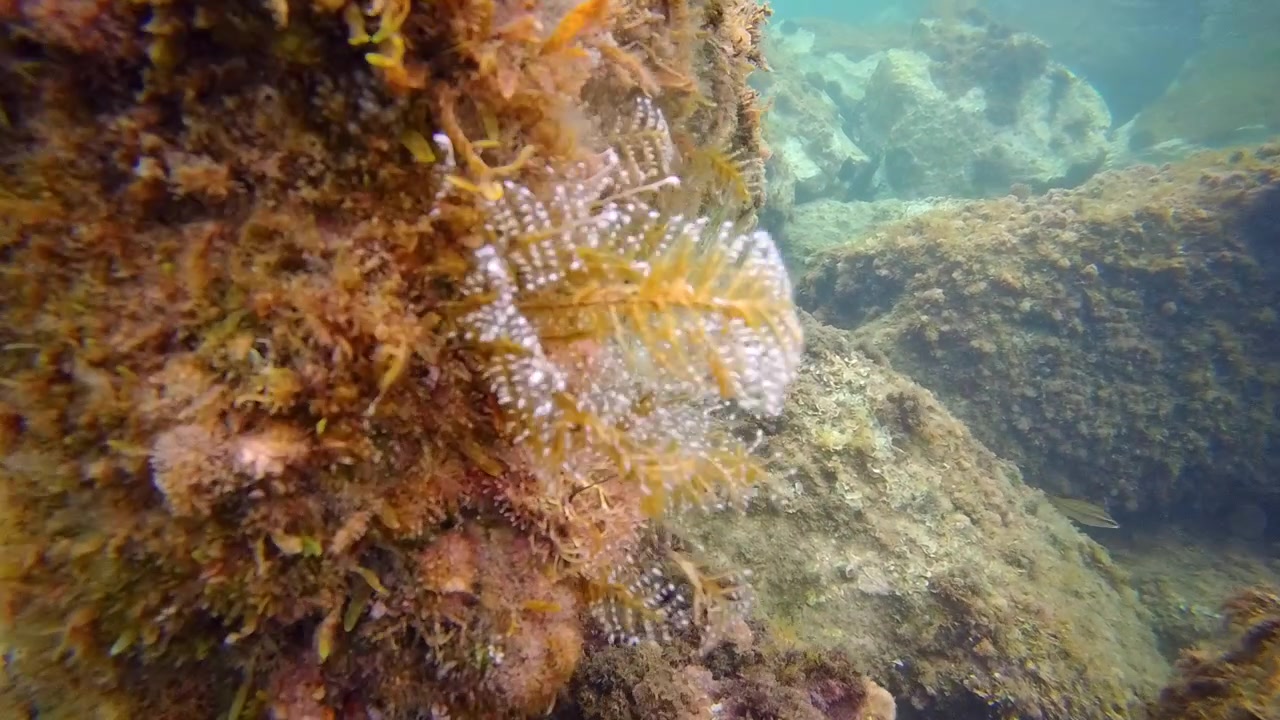 Vista subacquea di un fondale roccioso coperto da alghe verde-marroni e un anemone di mare visibile in acqua oceanica limpida e blu