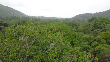 Drone-shot-from-the-high-view-of-the-jungle