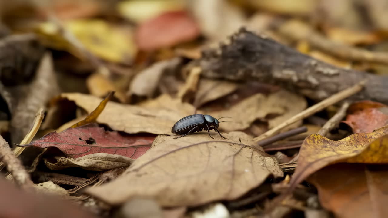 Close Up of a Black Beetle on Dry Leaves in the Forest