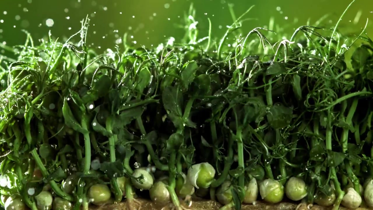 Gocce d'acqua che cadono su micro-ortaggi freschi di pisello verde al rallentatore