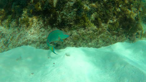 Männlicher-Papageienfisch-Mit-Remora,-Der-Unter-Dem-Tiefblauen-Meer-Schwimmt