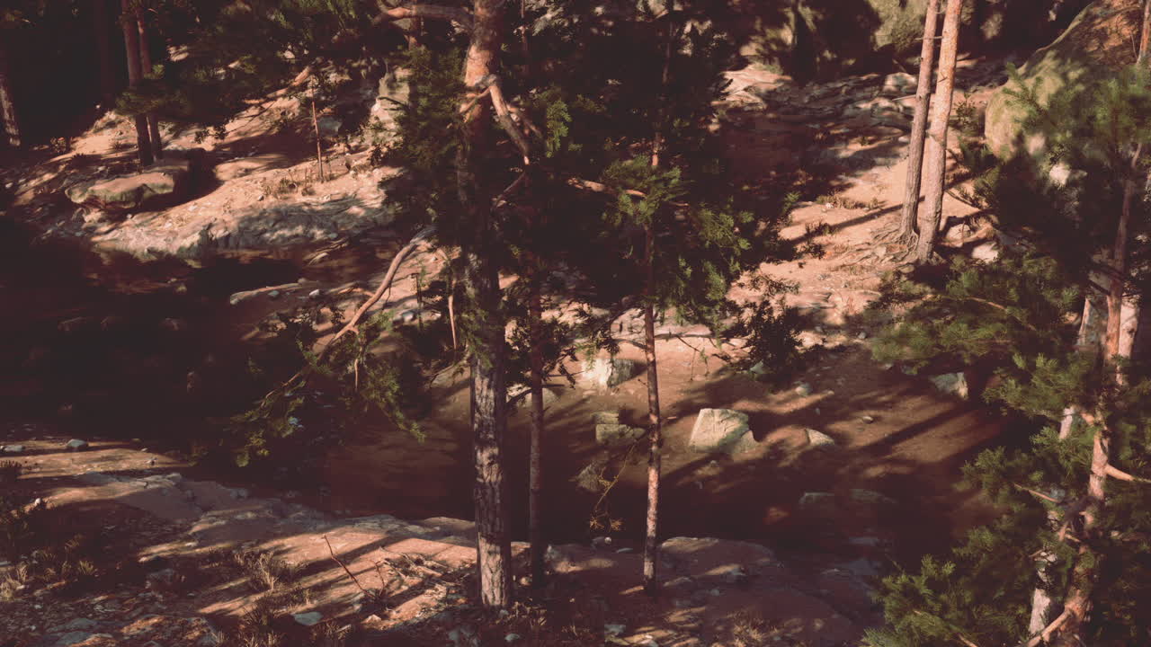 un arroyo fluye a través de un bosque de pinos exuberante