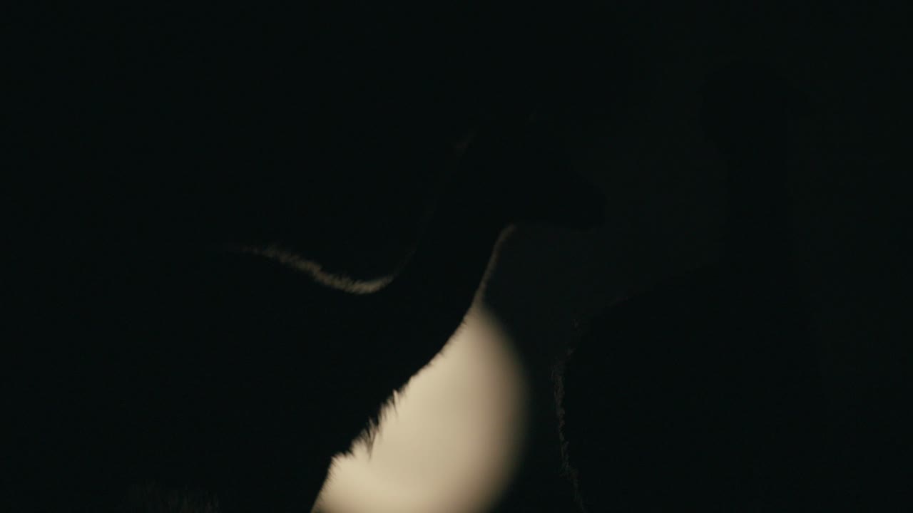 pelea de dos guanacos frente a la luna