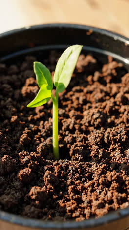 young seedling growing in a pot