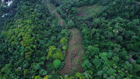 High-angle-view-of-planted-cocoa-trees-on-farm-in-jungle