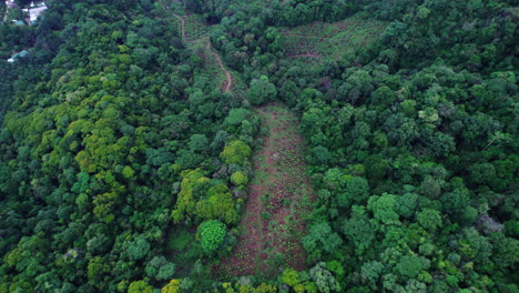 vista de ángulo alto de los árboles de cacao plantados en la granja en la jungla