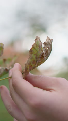 vista de cerca de la mano de un niño blanco observando una hoja oxidada, arrancándola con cuidadosa atención, el fondo presenta una vegetación exuberante con hojas borrosas y un entorno natural al aire libre