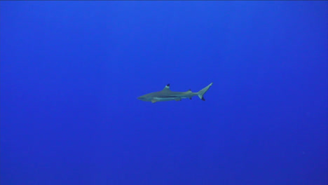 under water stock footage