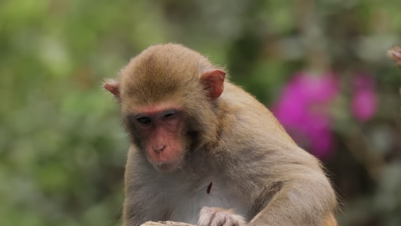 Macaques in nature. Macaques constitute a genus (Macaca) of gregarious monkeys. Macaques are found in a variety of habitats throughout the Asian continent and are highly adaptable