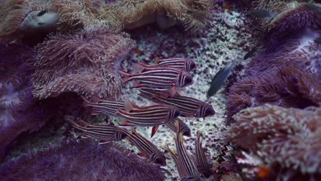 school of striped fish among anemones in a coral reef