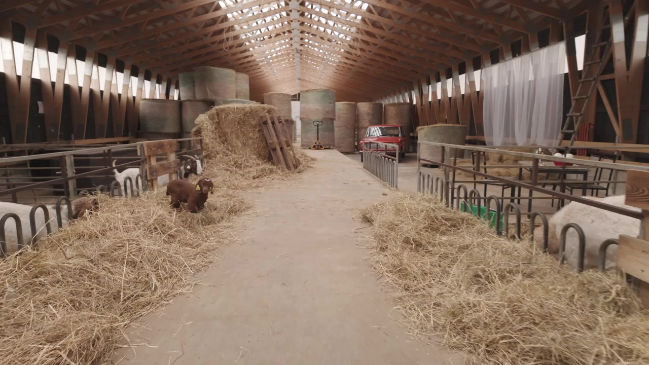 Plan en mouvement de chèvres blanches, brunes et noires se nourrissant de foin à l'intérieur d'une grange spacieuse.