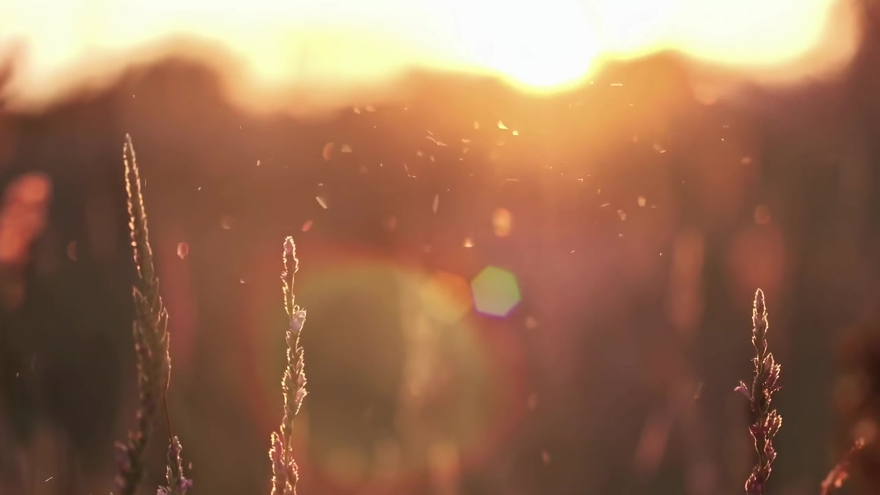 夕暮れの牧草地で揺れる野の花。