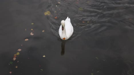 Cisne-Blanco-Flotando-Río-Abajo-Comiendo-En-Steasbourg,-Francia,-Europa