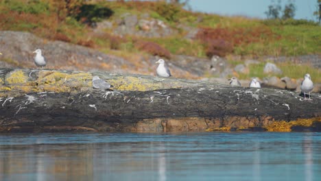 una bandada de gaviotas posadas en la orilla rocosa