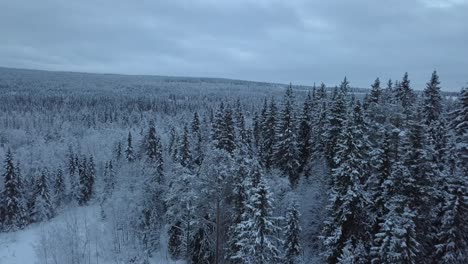 The-frozen-lake-and-forest-near-Borgvattnet,-Sweden