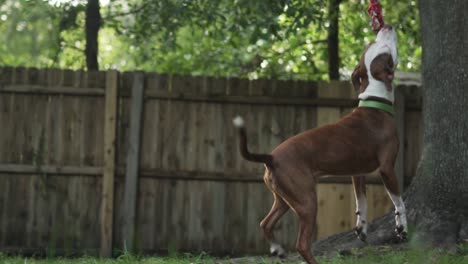 Brown-and-White-Pitbull-Terrier-Mix-Chews-on-Rope-Hanging-From-Tree-With-Wooden-Fence-in-Background