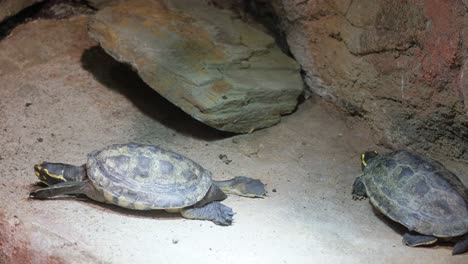 turtles are a number of sauropsids under the old classification – lycoids, which have been going on for 250 million years