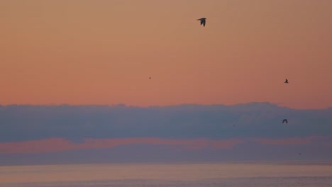 bandada de gaviotas volando en el cielo durante el colorido amanecer