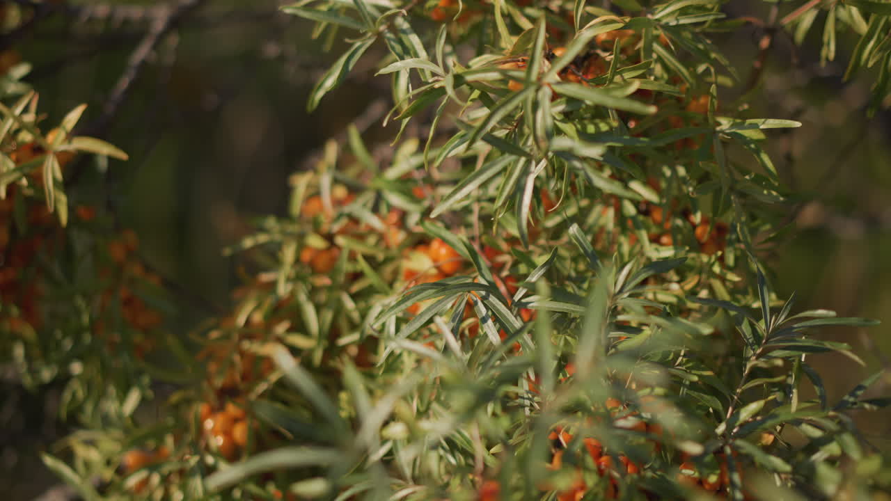 densos grupos de espino cerval en setos sombreados, arbustos enmarañados y muchas frutas de color naranja sobre tonos verdes fríos, luz melancólica al borde del bosque con sombras profundas, perfecto para la búsqueda de alimento, ecología