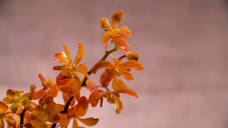 4k-Hermosa-Flor-De-Orquídea-Naranja-Fresca,-Primer-Plano