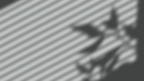 animation of window shadow of leaves and blinds over grey background