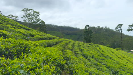 paisaje de las plantaciones de té en sri lanka