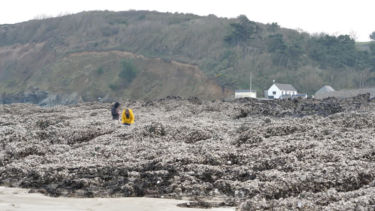 마틴 해변, 세인트 브리외에서 해산물을 검색하는 인식할 수 없는 사람들