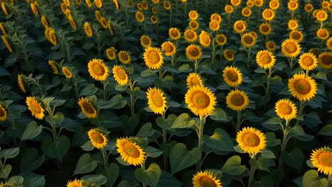 field of sunflowers in golden light