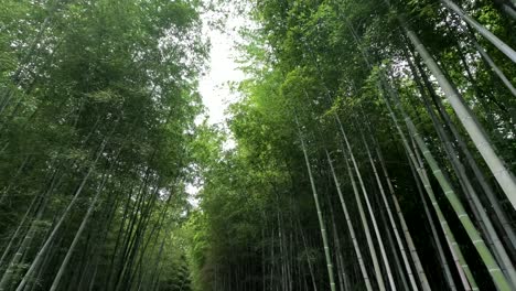 el bosque de bambú de arashiyama en kyoto, japón.