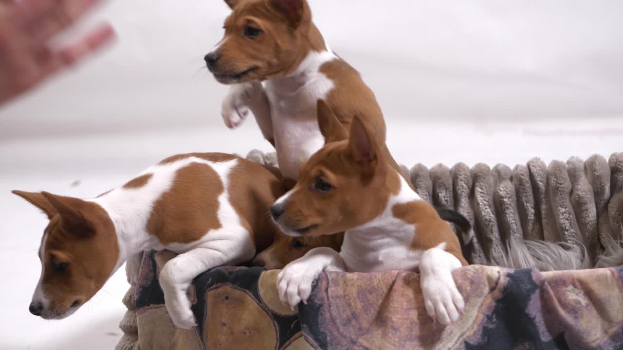 admire el encanto irresistible de un cachorro basenji mientras posa encantadoramente dentro de una canasta acogedora, capturando momentos conmovedores en este adorable metraje de stock
