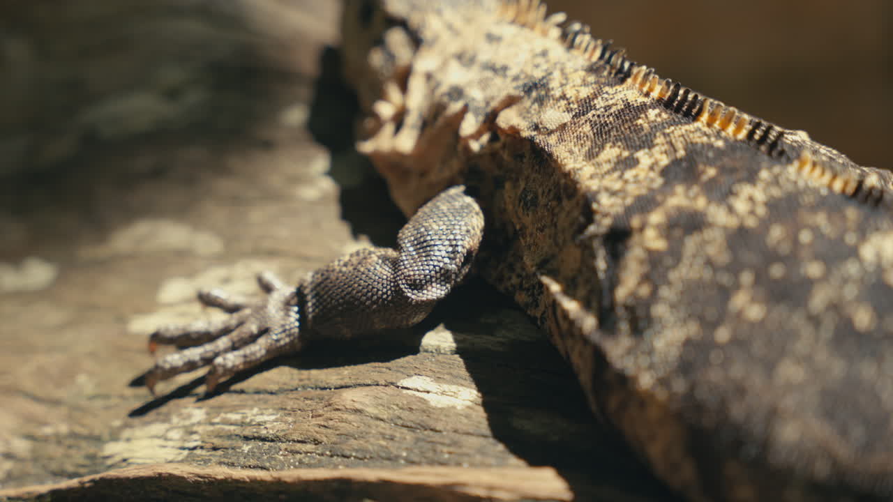 Lizard on a log