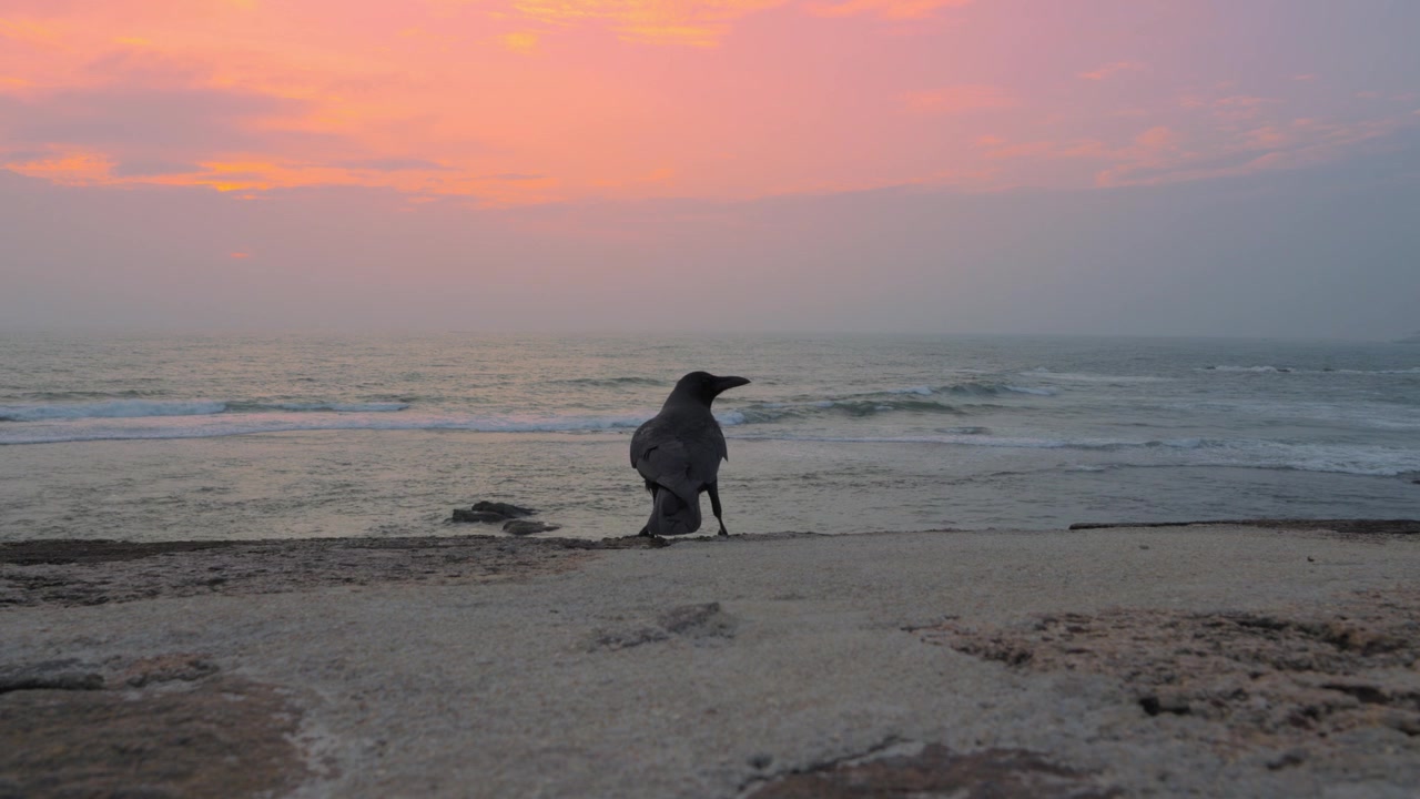 A house crow stands on a low seaside ledge above rolling ocean waves, silhouetted against a warm pink sunset sky in a calm tropical coastal scene.