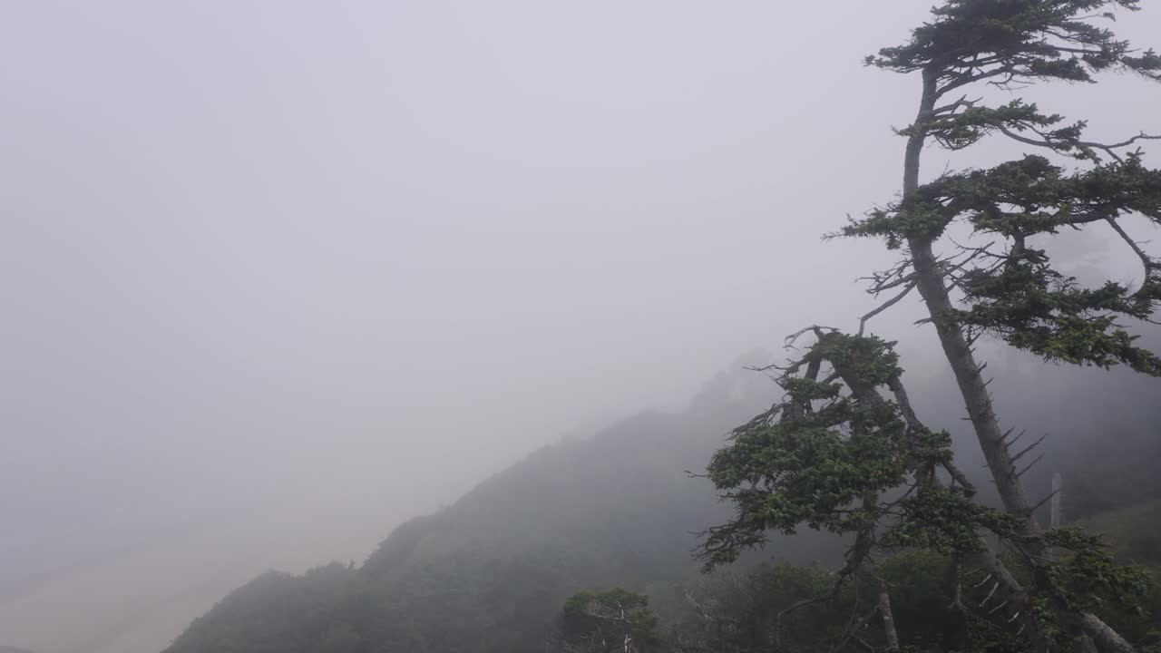 Close proximity drone flight near a tree and through fog reveals forest on a rainy, moody foggy day at the Oregon Coast, Pacific Northwest